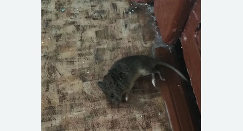 Дезинфекция от мышей в Колпино