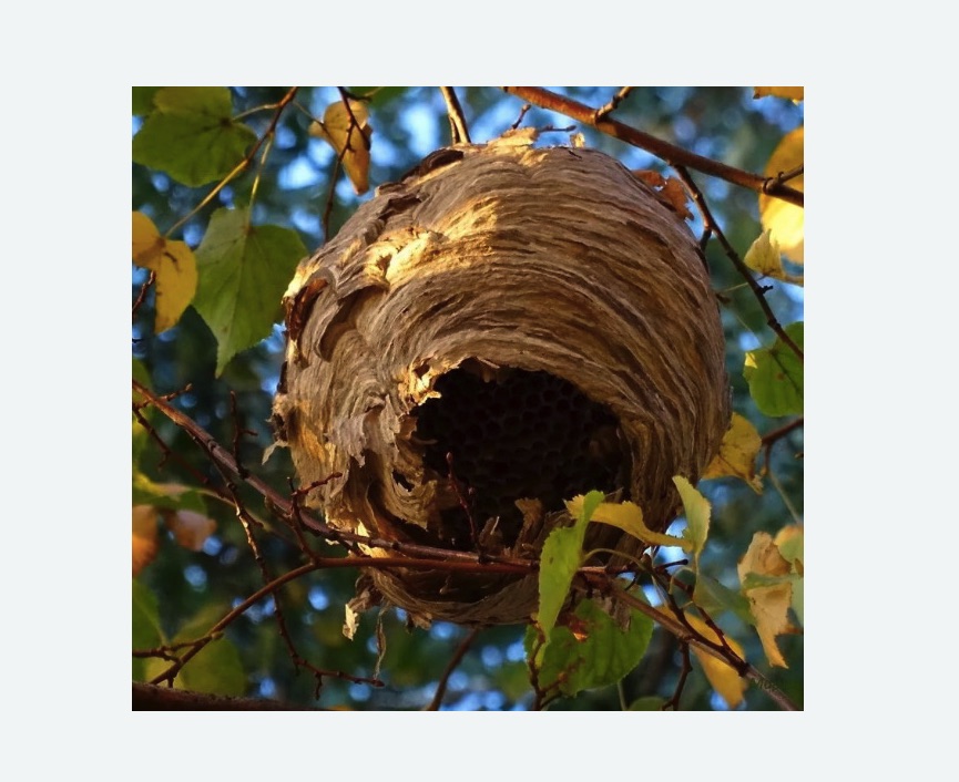 Обработка от шершней в Колпино