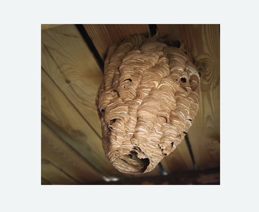 обработка от шершней в Колпино