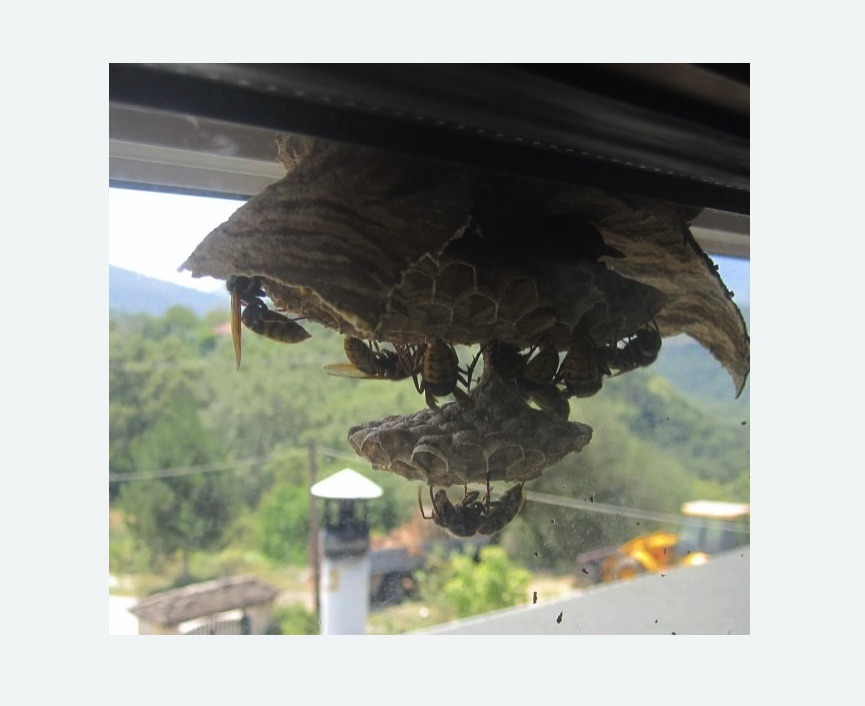 Уничтожение гнёзд шершней в Колпино