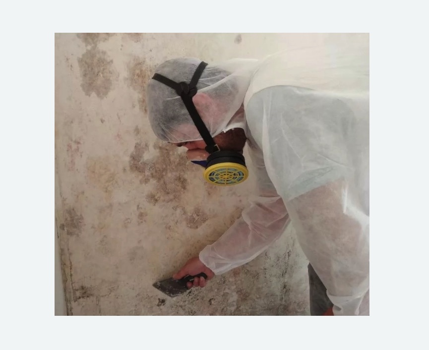 Обработка стен от плесени в Колпино