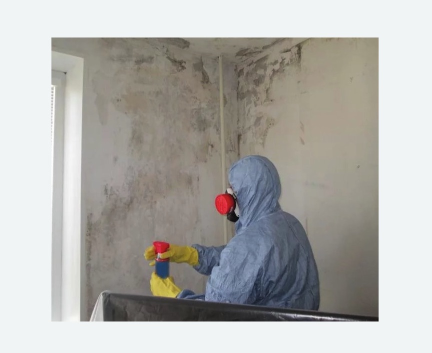 Удаление плесени в квартире в Колпино