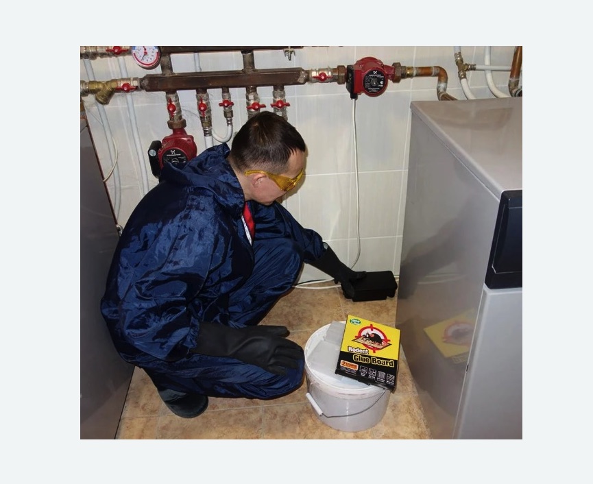 Уничтожение крыс в Колпино