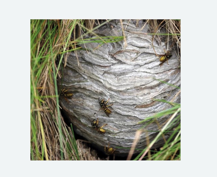 Уничтожение ос и ульев в Колпино